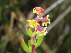 Tetragonia decumbens