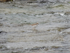 Charadrius placidus