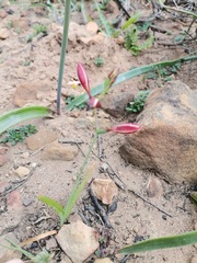 Hesperantha cucullata