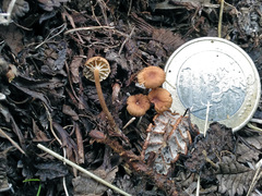 Rhizomarasmius epidryas