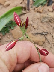 Hesperantha cucullata
