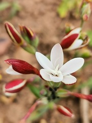 Hesperantha cucullata