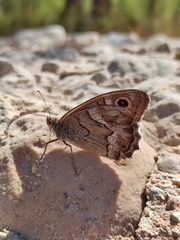 Hipparchia fidia