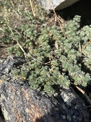 Artemisia frigida
