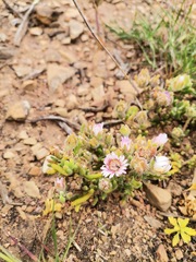 Drosanthemum hispifolium