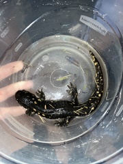 Ambystoma tigrinum