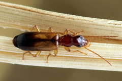 Paradromius linearis