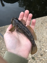Neogobius melanostomus