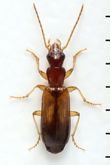 Paradromius linearis