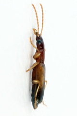 Paradromius linearis