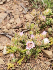 Drosanthemum hispifolium