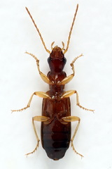 Paradromius linearis