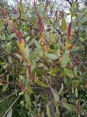 Colliguaja odorifera