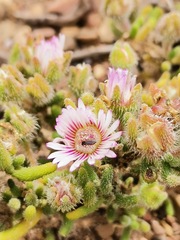 Drosanthemum hispifolium