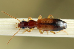 Paradromius linearis