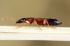 Paradromius linearis