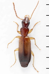 Paradromius linearis