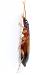 Paradromius linearis