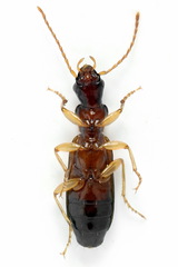 Paradromius linearis