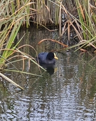 Fulica armillata