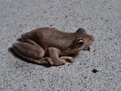 Litoria peronii