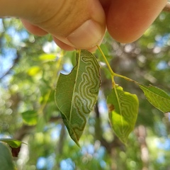 Phyllocnistis meliacella