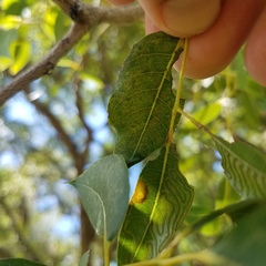 Phyllocnistis meliacella