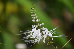 Orthosiphon aristatus