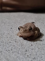 Litoria peronii