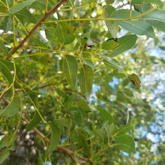 Phyllocnistis meliacella