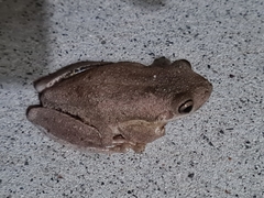 Litoria peronii
