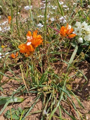 Ixia calendulacea
