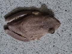 Litoria peronii