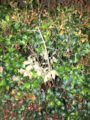 Ctenomorpha marginipennis