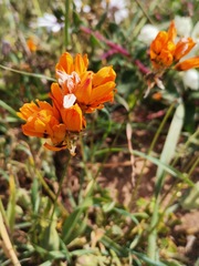 Ixia calendulacea