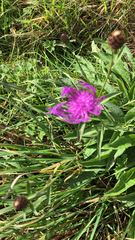 Centaurea