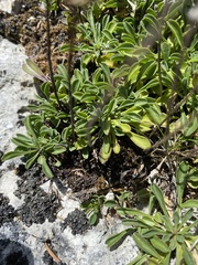 Globularia cordifolia