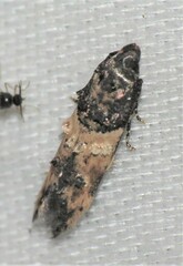 Walshia miscecolorella