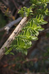 Oedera squarrosa