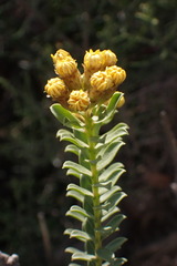 Oedera squarrosa