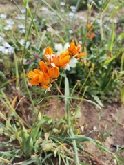 Ixia calendulacea