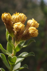 Oedera squarrosa