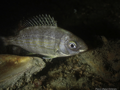 Spondyliosoma cantharus