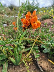 Ixia calendulacea