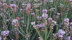 Erica vagans