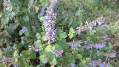 Salvia longispicata