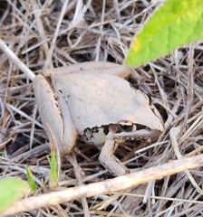 Litoria latopalmata
