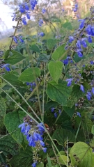 Salvia longispicata