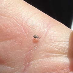 Curculionoidea