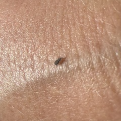 Curculionoidea